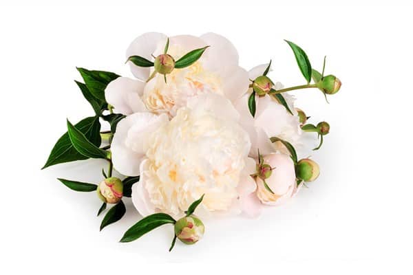 梦到了怀孕花会有什么预兆
