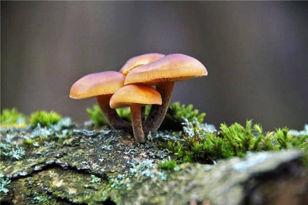 梦到了吃金针菇怎么样