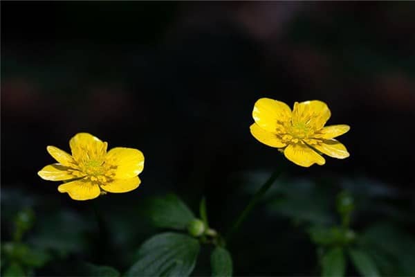 梦见头上长花是什么征兆