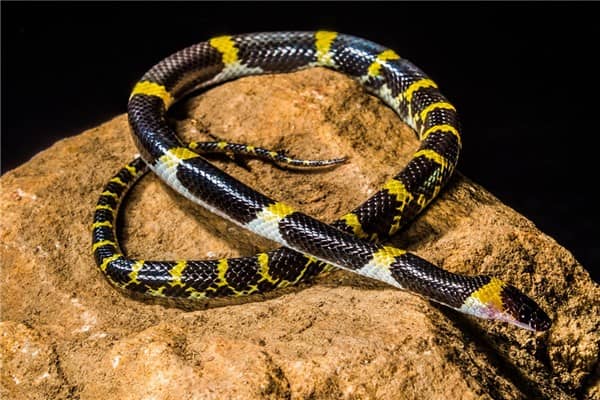 梦到了杀死小蛇有什么意义吗