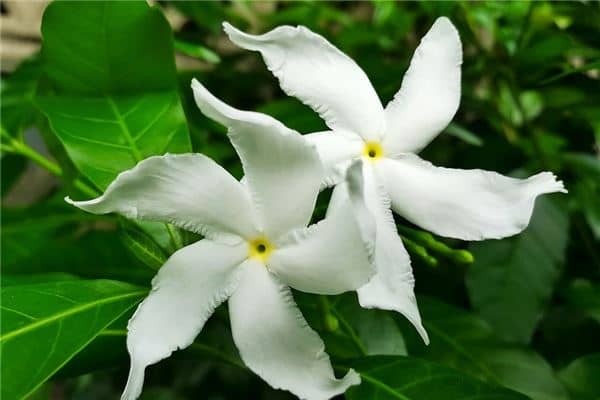 梦到了枝子花有何寓意