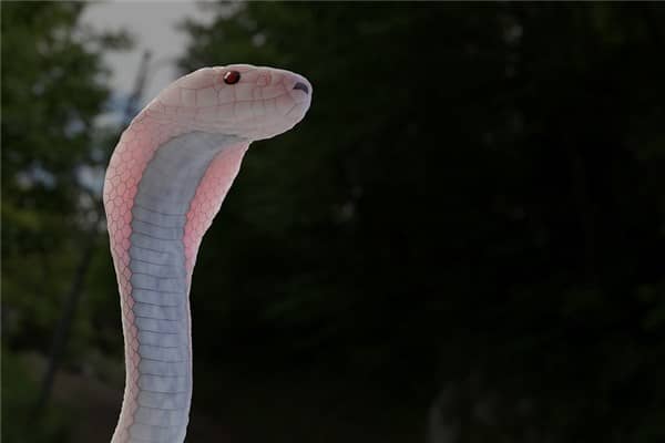 梦到了杀白蛇是什么预兆