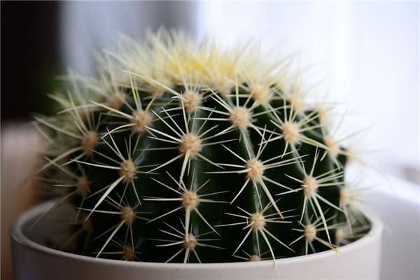 梦到带刺的植物有什么寓意吗