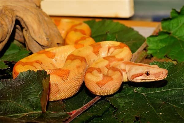 梦到了黄白蛇会是什么预兆