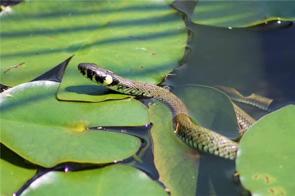 梦到了蛇爬上身是怎么回事