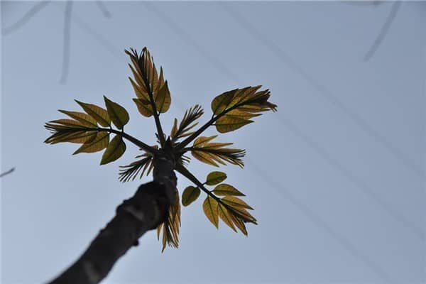 梦见椿芽代表什么