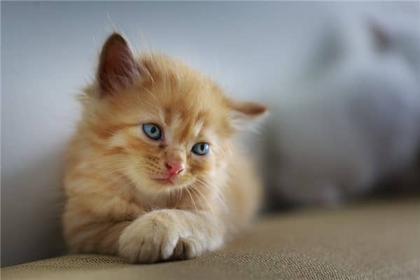 梦到了猫掉毛有什么征兆