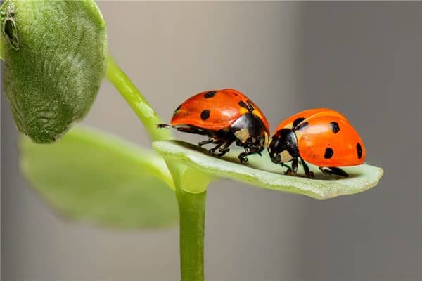 梦到了小昆虫是凶兆还是吉兆
