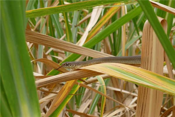 梦到了比蛇咬有何寓意