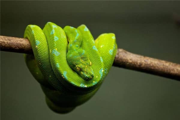 梦到了绿蟒蛇是什么预兆