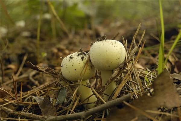 梦到松茸是什么征兆