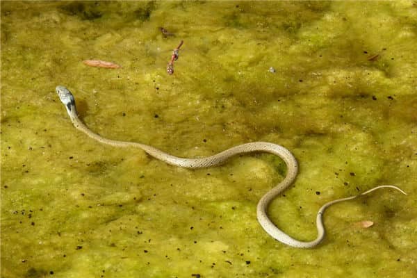 梦到怀孕了蛇会有什么预兆