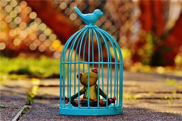 梦见捕捉有什么含义
