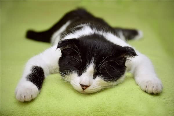 梦到了猫摔死是什么启示