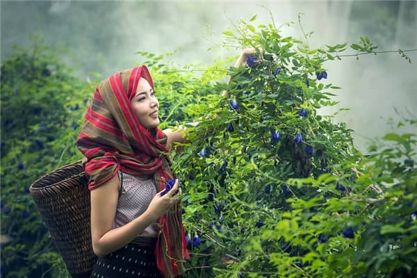 梦到了买草药是啥预兆