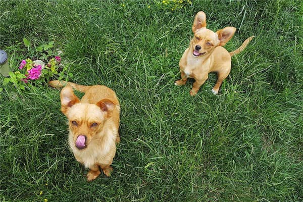 梦到了黄犬有何寓意