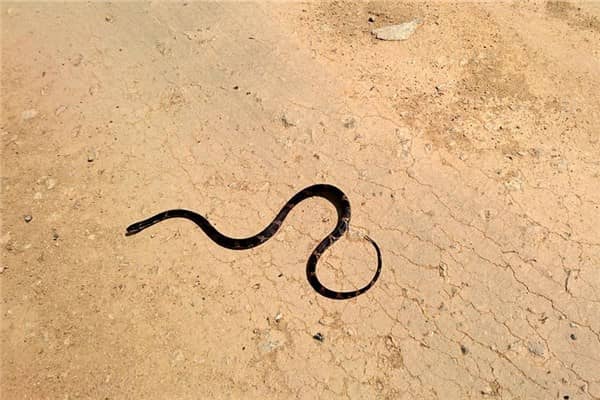 梦到三条黑蛇预示什么