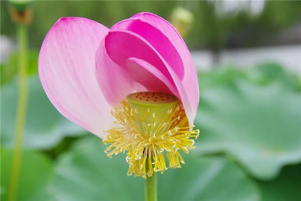 梦见吃莲蓬什么预兆