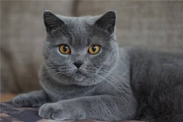 梦到了猫追预示着什么