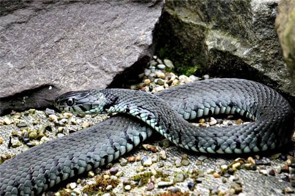 梦到了大黑蟒蛇有什么意思吗