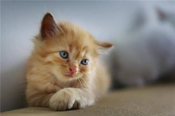 梦见猫哭有什么预示吗