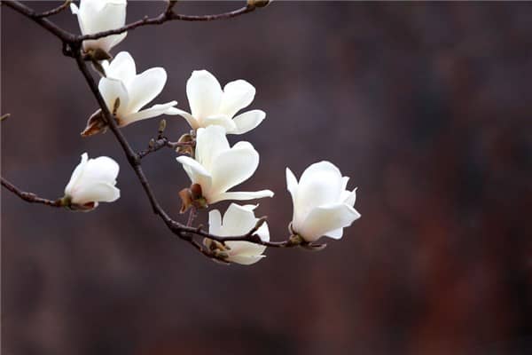 梦到了白玉兰花是什么预兆