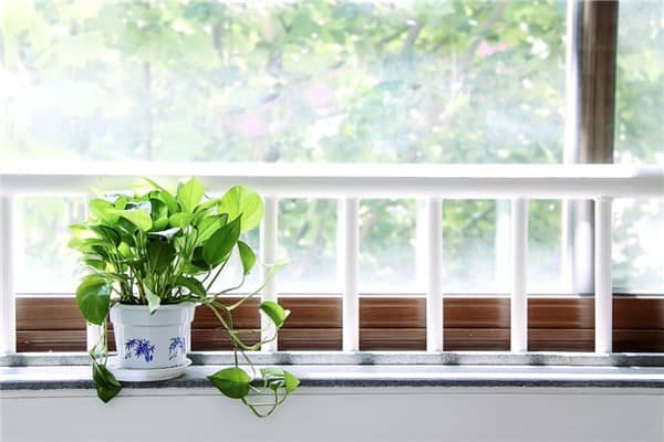 梦见买绿植好不好