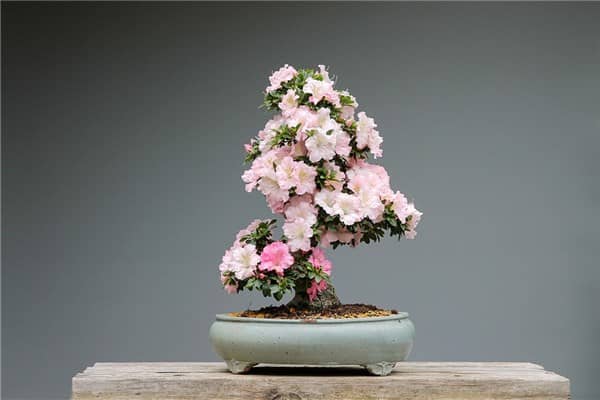 梦见盆栽花是什么启示