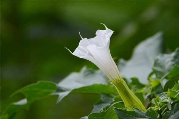 梦到了曼陀罗有什么意义吗