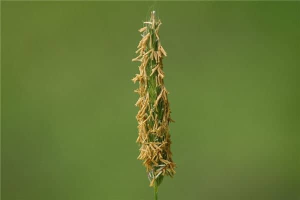 梦见草籽怎么说