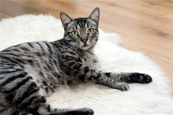 梦到了狸花猫啥意思
