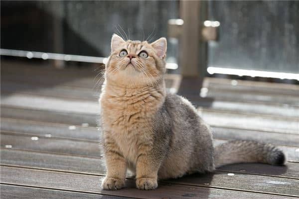 梦到了老虎吃猫有什么征兆