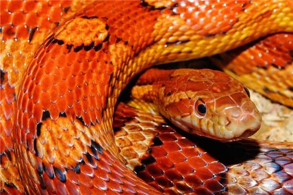 梦到红蟒蛇是什么征兆