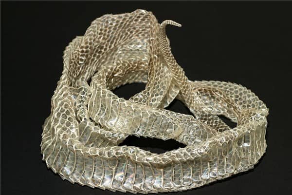 梦见蟒蛇皮意味着什么