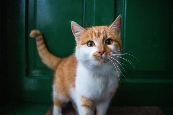梦见猫咬死蛇是咋回事