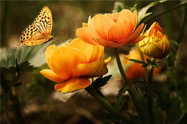 梦见吃花朵代表着什么？