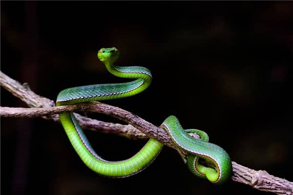 梦见蛇进门有什么寓意吗？