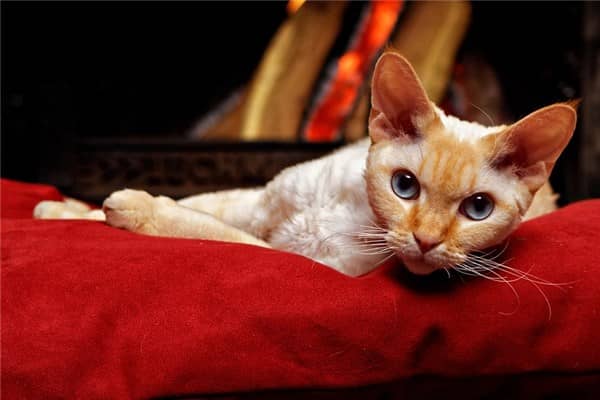 梦见恶猫是啥意思