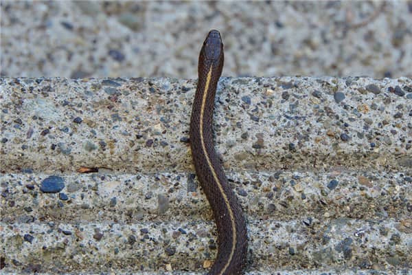 梦到活蛇预示什么