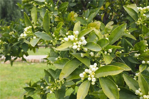 梦见橘子花是什么启示