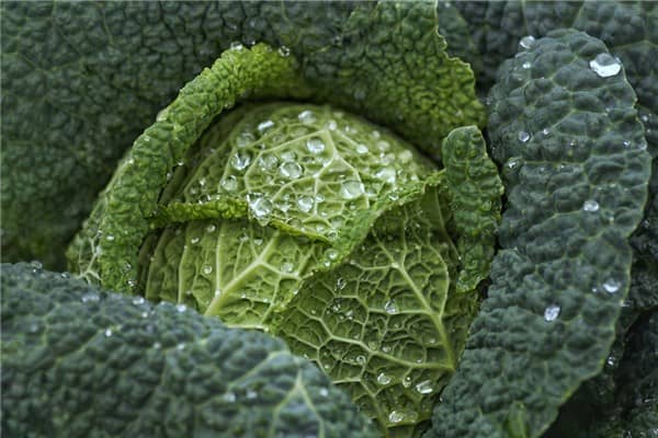 梦到了白菜苔是什么征兆