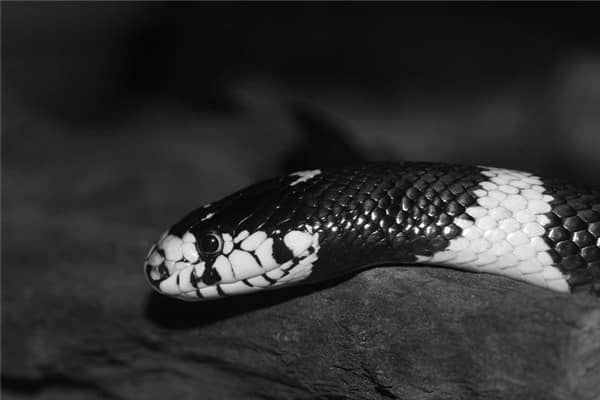 梦到了好多黑蛇有什么预示吗