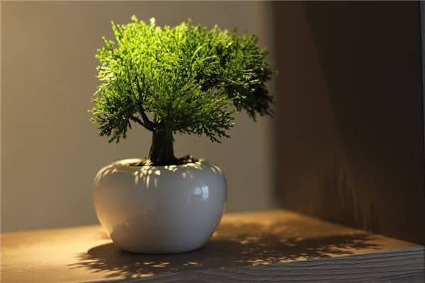 梦到了送树是好是坏