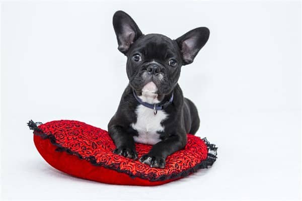 梦到捡狗什么寓意