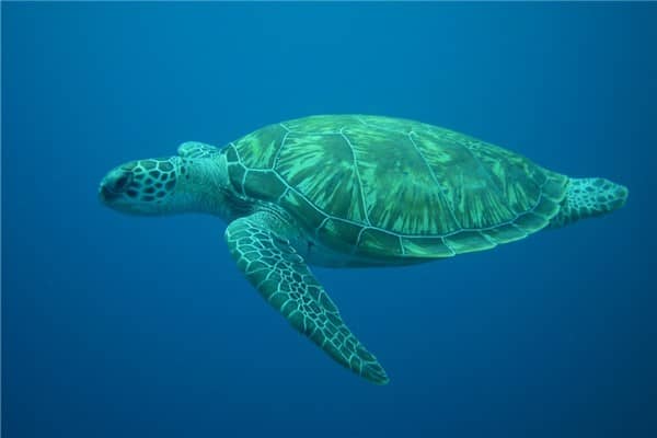 梦到乌龟蛇是啥意思