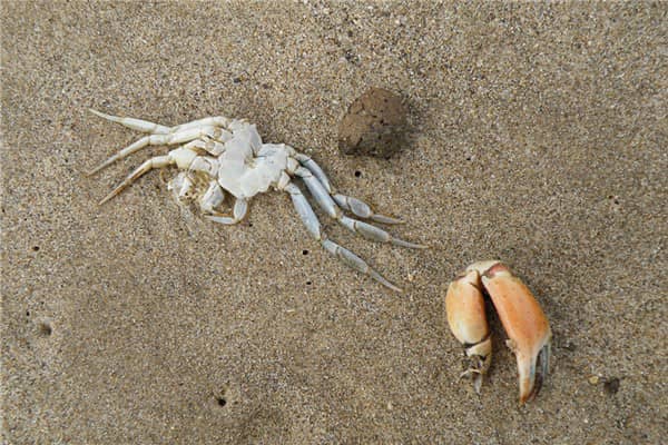 梦到动物死尸预兆了什么吗