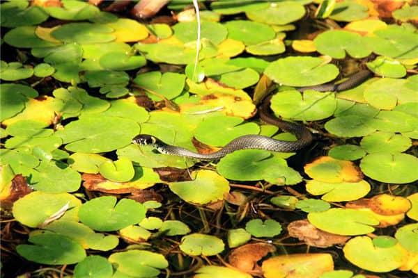 梦到了蛇被抓什么寓意