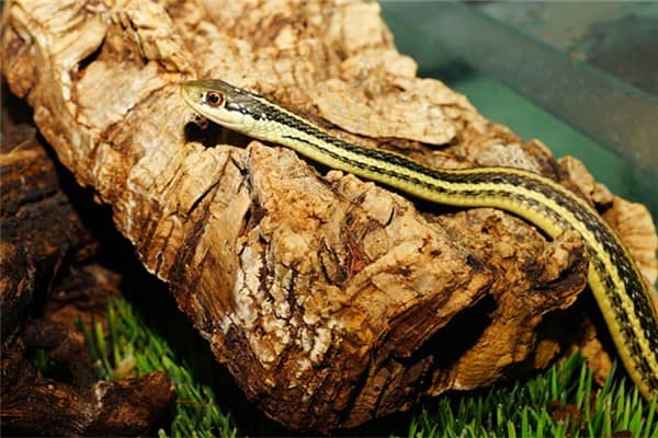 梦到了幼蛇怎么样