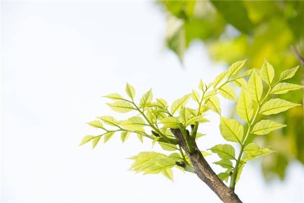 梦见树枝发芽是什么意思