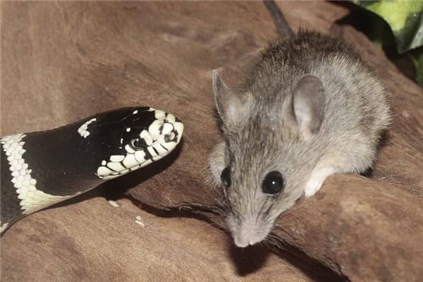 梦到蛇老鼠是不是好的征兆呢